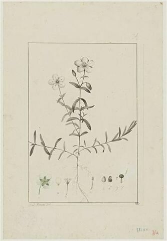 Une plante du jardin de Cels : Arenaria montana (Caryophyllacées), image 1/2