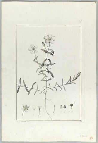 Une plante du jardin de Cels : Arenaria montana (Caryophyllacées), image 2/2