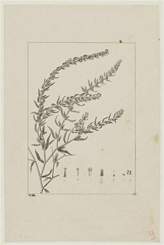 Une plante du jardin de Cels : Lithospermum decumbens (Boraginacées)