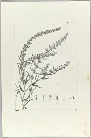 Une plante du jardin de Cels : Lithospermum decumbens (Boraginacées), image 2/2
