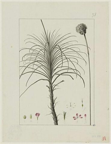 Une plante du jardin de Cels : Statice fasciculata (Plumbaginacées)