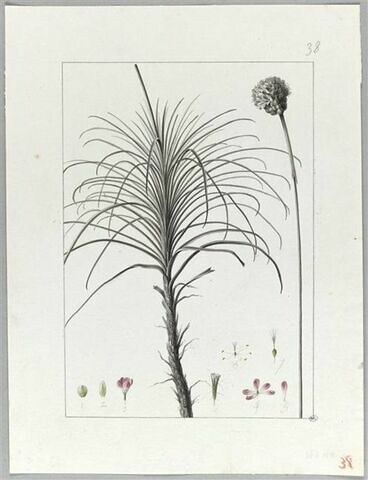 Une plante du jardin de Cels : Statice fasciculata (Plumbaginacées), image 2/2