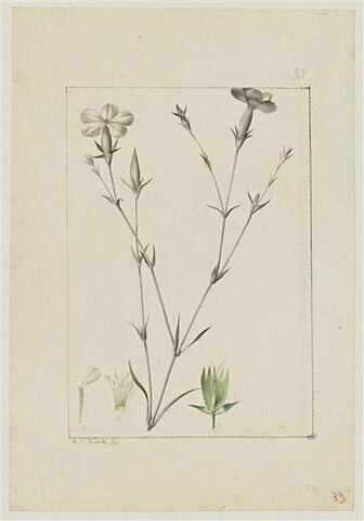 Une plante du jardin de Cels : Dianthus monadelphus (Caryophyllacées)