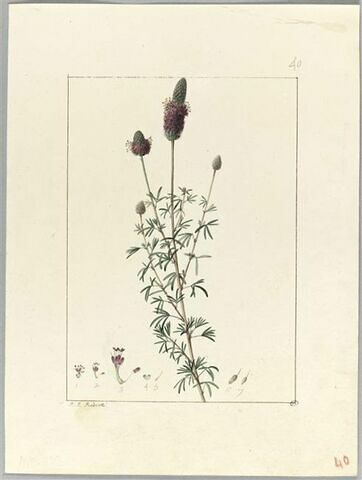 Une plante du jardin de Cels : Dalea purpurea (Légumineuses), image 2/2