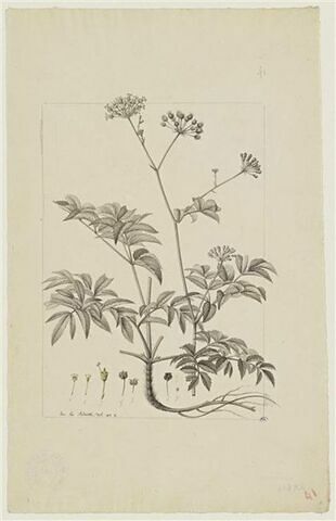 Une plante du jardin de Cels : Aralia hispida (Araliacées), image 1/2