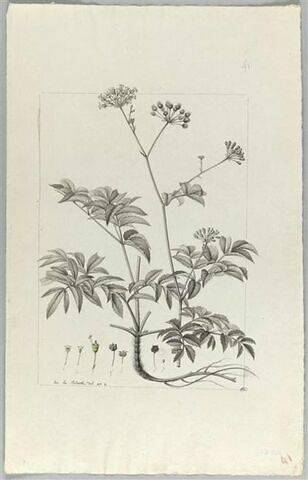Une plante du jardin de Cels : Aralia hispida (Araliacées), image 2/2