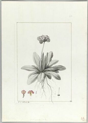 Une plante du jardin de Cels : Primula auriculata (Primulacées), image 2/2