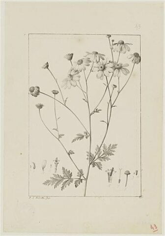 Une plante du jardin de Cels : Chrysanthemum praealtum (Composées)