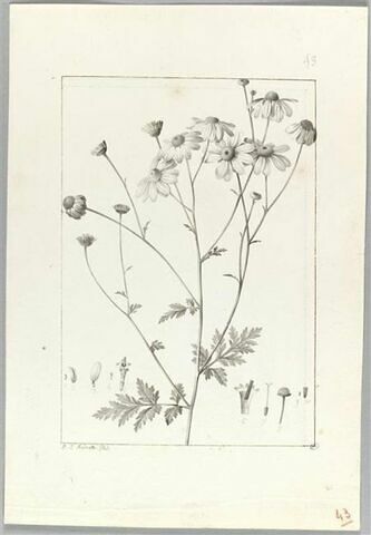 Une plante du jardin de Cels : Chrysanthemum praealtum (Composées), image 2/2
