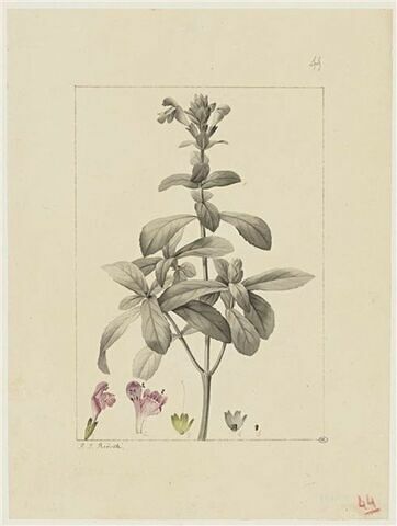 Une plante du jardin de Cels : Dracocephalum variegatum (Labiées)