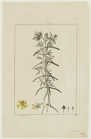 Une plante du jardin de Cels : Hypericum dolabriforme (Hypéricacées)