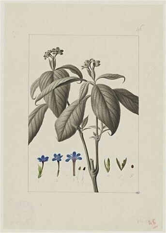 Une plante du jardin de Cels : Ruellia varians (Acanthacées)