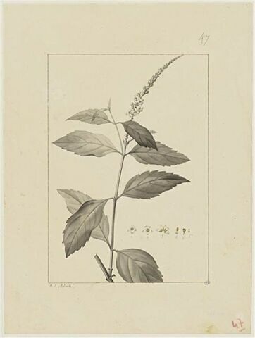 Une plante du jardin de Cels : Citharexylum pentadrum (Verbénacées), image 1/2