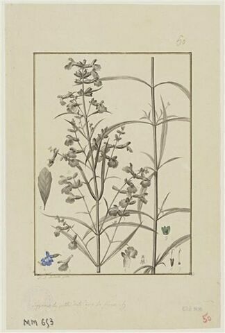 Une plante du jardin de Cels : Salvia acuminata (Labiées), image 1/2