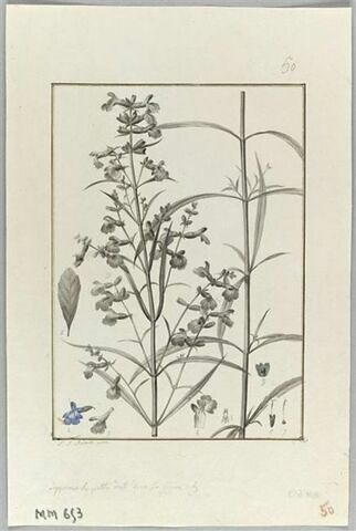 Une plante du jardin de Cels : Salvia acuminata (Labiées), image 2/2