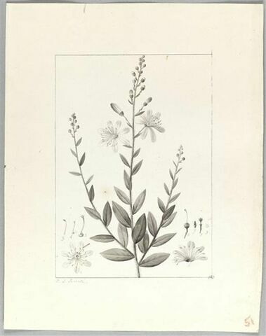 Une plante du jardin de Cels : Bejaria racemosa (Ericacées), image 2/2