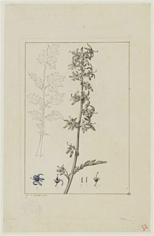 Une plante du jardin de Cels : Phyteuma pinnatum (Campanulacées)