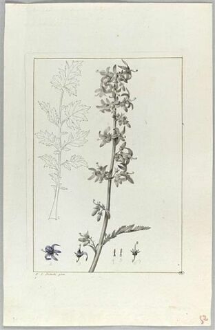 Une plante du jardin de Cels : Phyteuma pinnatum (Campanulacées), image 2/2