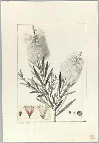 Une plante du jardin de Cels : Metrosideros lophantha (Myrtacées), image 2/2