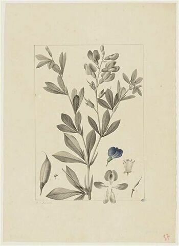 Une plante du jardin de Cels : Podalyria australis (Légumineuses)