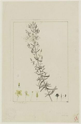 Une plante du jardin de Cels : Hypericum triplinerve (Hypéricacées)