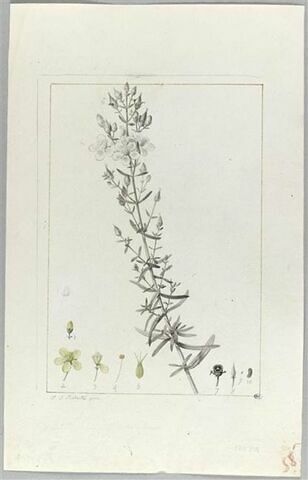 Une plante du jardin de Cels : Hypericum triplinerve (Hypéricacées), image 2/2