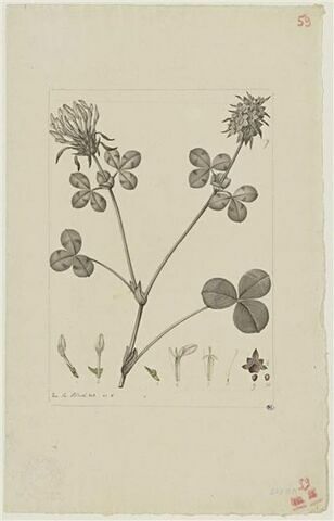 Une plante du jardin de Cels : Trifolium elypteatum (légumineuses)