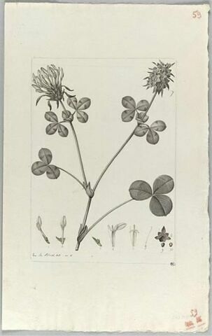 Une plante du jardin de Cels : Trifolium elypteatum (légumineuses), image 2/2