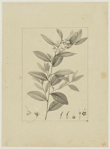 Une plante du jardin de Cels : Andromeda cassinefolia (Ericacées)
