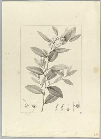 Une plante du jardin de Cels : Andromeda cassinefolia (Ericacées), image 2/2