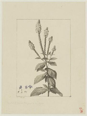 Une plante du jardin de Cels : Verbena stricta (Verbénacées), image 1/2