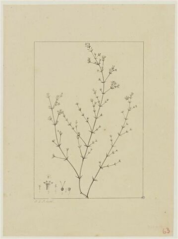 Une plante du jardin de Cels : Asperula brevifolia (Rubiacées)