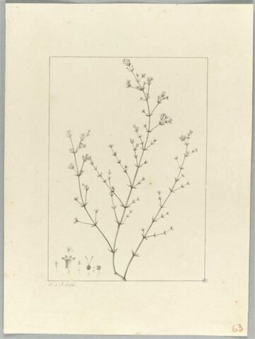 Une plante du jardin de Cels : Asperula brevifolia (Rubiacées), image 2/2