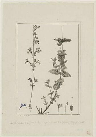 Une plante du jardin de Cels : Nepeta longiflora (Labiées)