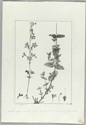 Une plante du jardin de Cels : Nepeta longiflora (Labiées), image 2/2