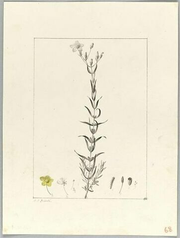 Une plante du jardin de Cels : Hypericum heterophyllum (Hypéricacées), image 2/2