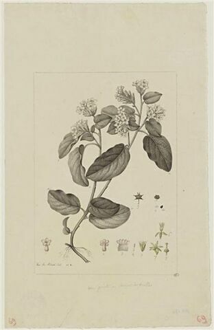 Une plante du jardin de Cels : Epigaca repens (Ericacées)