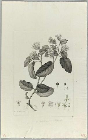 Une plante du jardin de Cels : Epigaca repens (Ericacées), image 2/2
