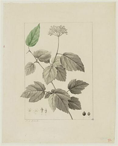 Une plante du jardin de Cels : Viburnum acerifolium (Caprifoliacées)