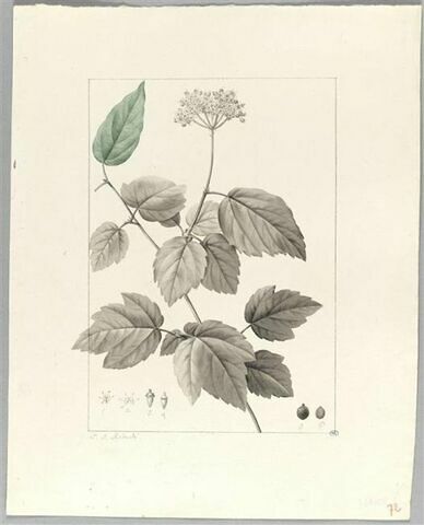 Une plante du jardin de Cels : Viburnum acerifolium (Caprifoliacées), image 2/2