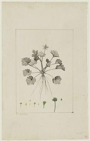 Une plante du jardin de Cels : Ranunculus echinatus (Renonculacées), image 1/2