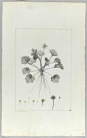 Une plante du jardin de Cels : Ranunculus echinatus (Renonculacées), image 2/2