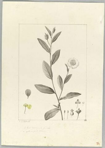 Une plante du jardin de Cels : Cistus carolinianus (Cistacées), image 2/2