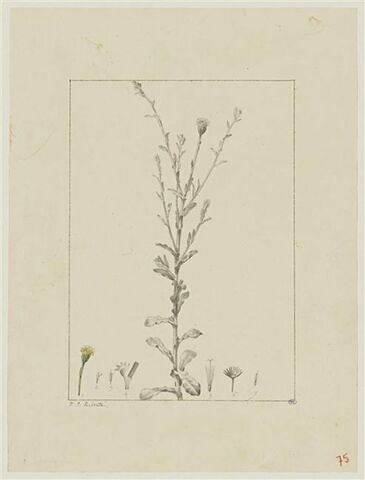 Une plante du jardin de Cels : Inula gnaphalodes (Composées)