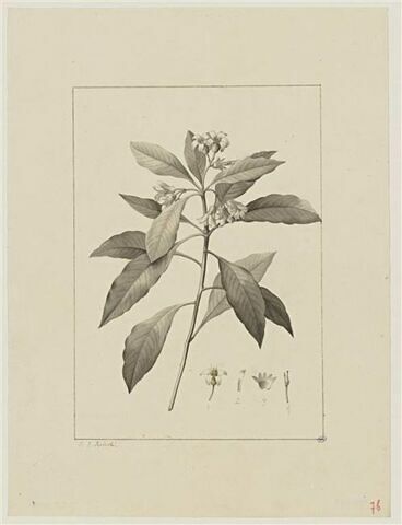 Une plante du jardin de Cels : Pittosporum undulatum (Pittosporacées), image 1/2