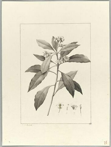 Une plante du jardin de Cels : Pittosporum undulatum (Pittosporacées), image 2/2