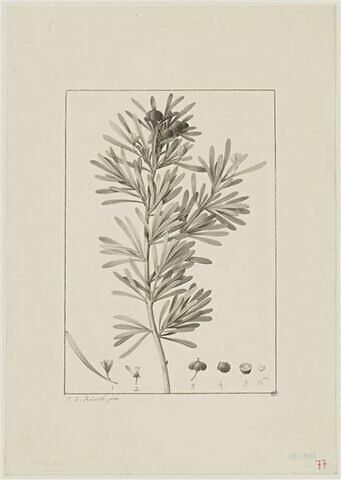 Une plante du jardin de Cels : Cneorum pulverulentum (Simarubacées)