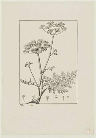 Une plante du jardin de Cels : Pastinaca dissecta (Ombellifères)
