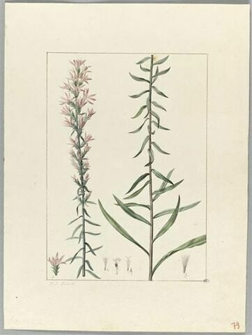 Une plante du jardin de Cels : Eupatorium speciosum (Composées), image 2/2