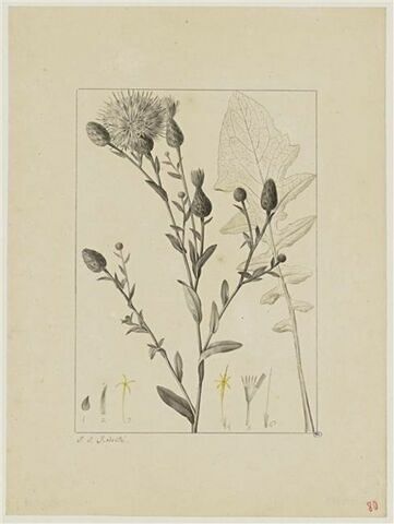 Une plante du jardin de Cels : Centaurea alata (Composées)
